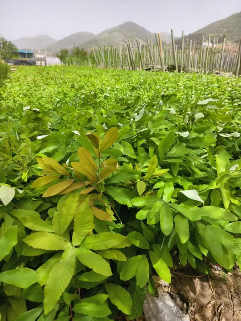栓皮栎杯苗，基地直销，可开发票，量大从优