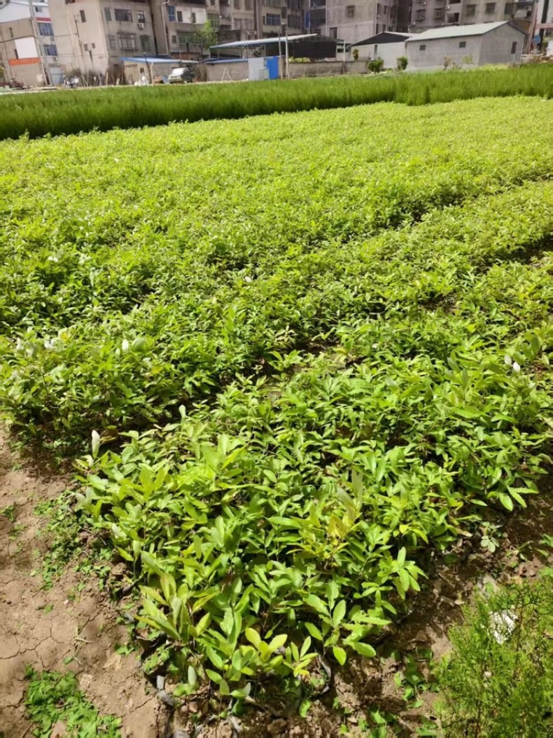 栓皮栎杯苗，基地直销，可开发票，量大从优
