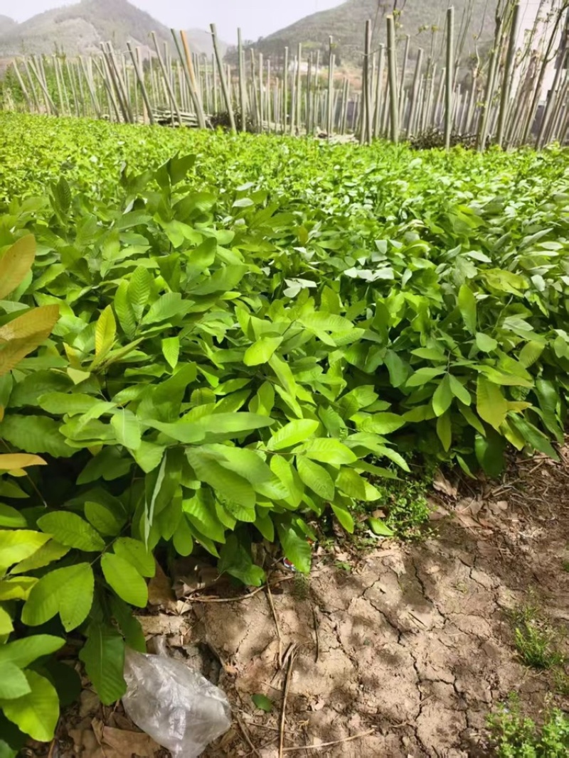 栓皮栎杯苗，基地直销，可开发票，量大从优