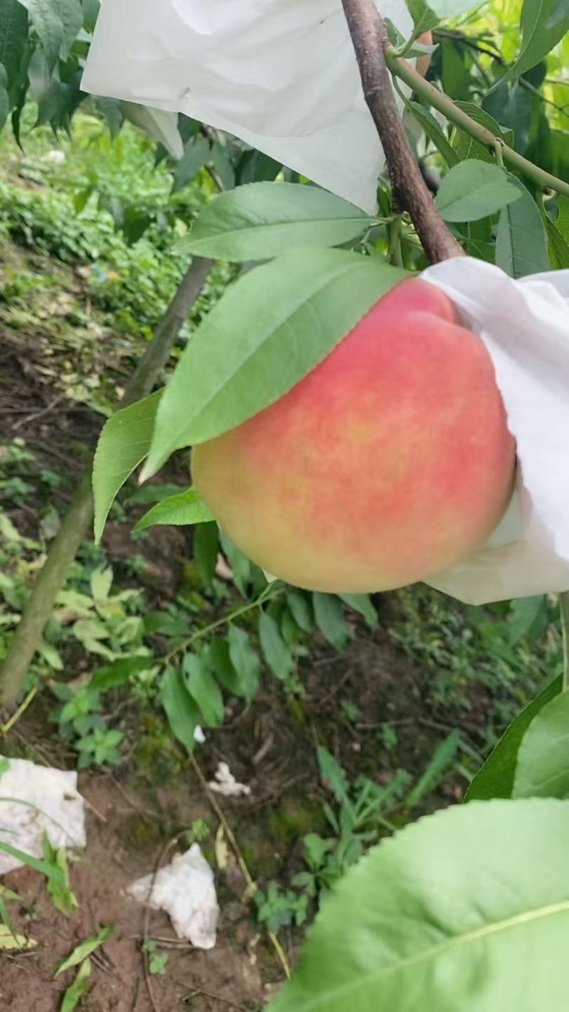 水蜜桃大量上市中，欢迎全国各地的采购商对接，支持一件代发