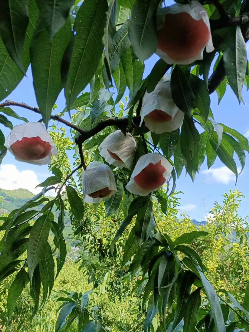 水蜜桃大量上市中，欢迎全国各地的采购商对接，支持一件代发