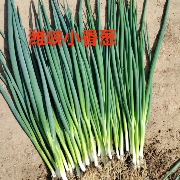 四季小葱种子全国包邮支持快递发货免费提供种植技术