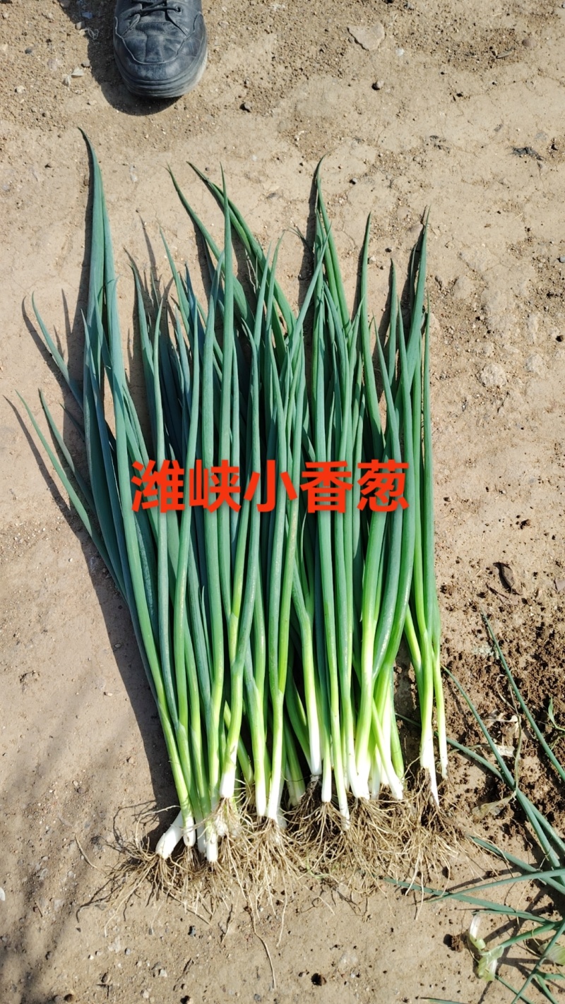 四季小葱种子全国包邮支持快递发货免费提供种植技术