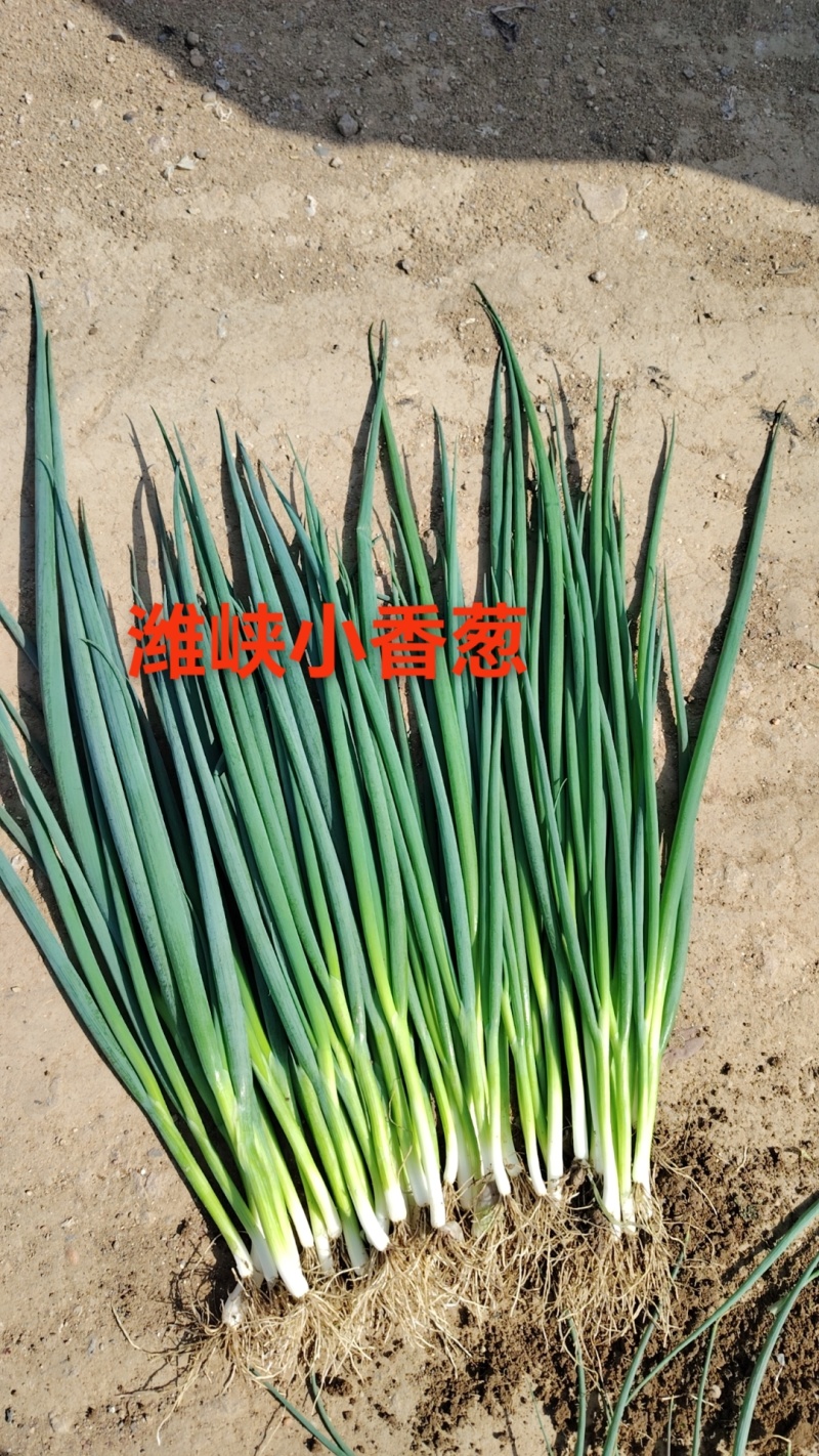 四季小葱种子全国包邮支持快递发货免费提供种植技术