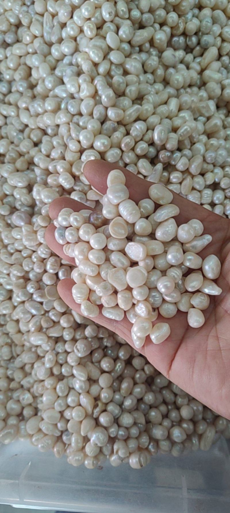 珍珠批发价格