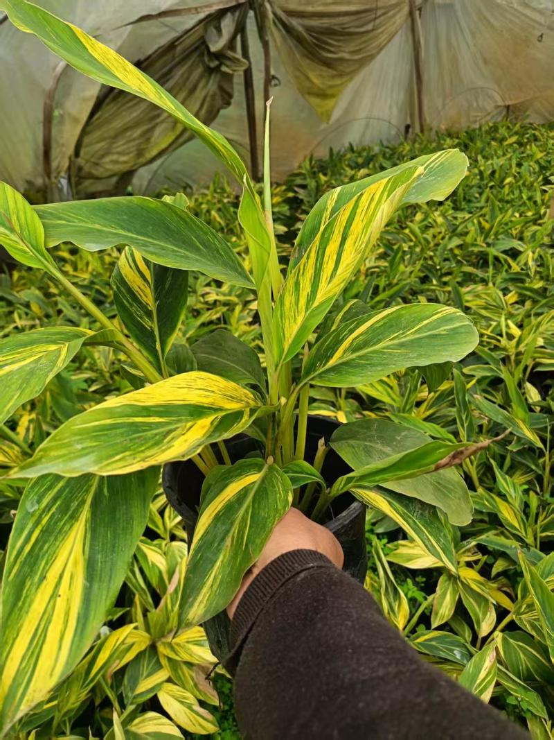 花叶良姜批发、16杯花叶良姜、花叶良姜地苗