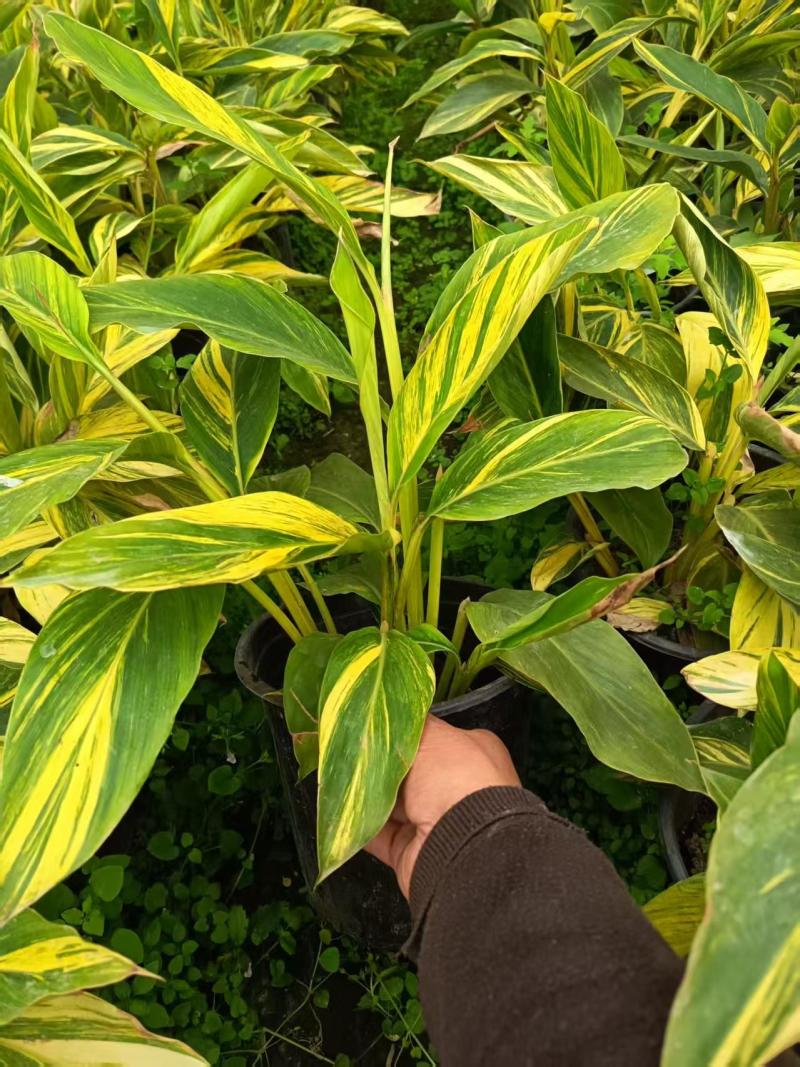 花叶良姜批发、16杯花叶良姜、花叶良姜地苗