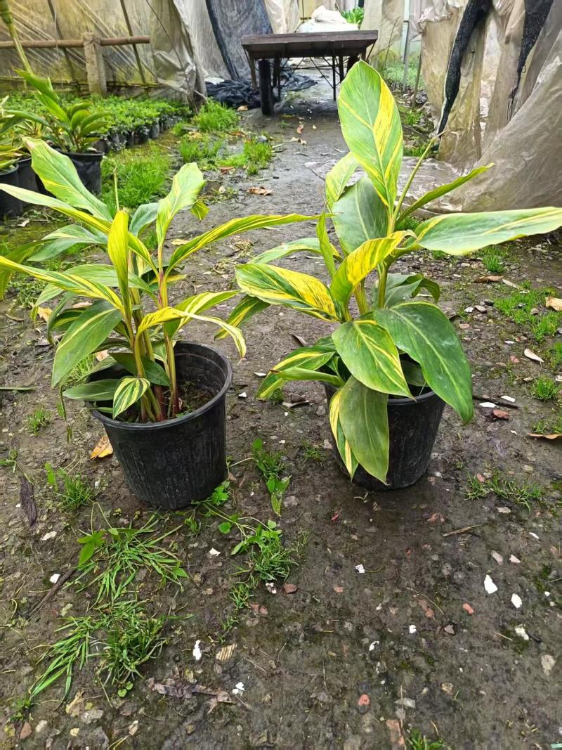 花叶良姜批发、16杯花叶良姜、花叶良姜地苗