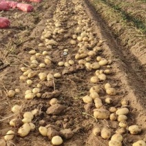 江苏徐州黄心土豆大量上市产地直发量大从优欢迎来电