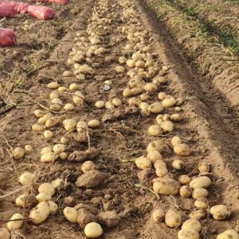 江苏徐州黄心土豆大量上市产地直发量大从优欢迎来电