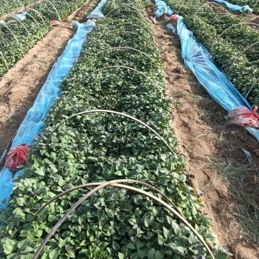 红薯苗育苗基地红薯苗品种齐全产量大价格低