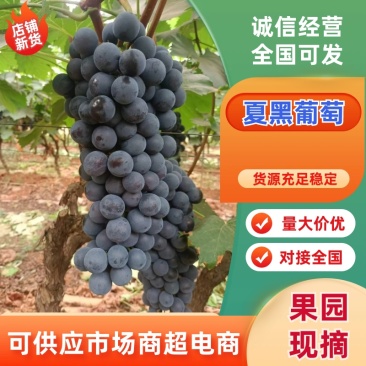 山东精品夏黑葡萄口感好新鲜上市产地一手货源对接商超市场