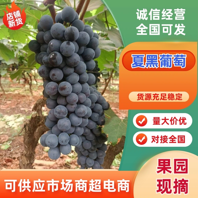 山东精品夏黑葡萄口感好新鲜上市产地一手货源对接商超市场
