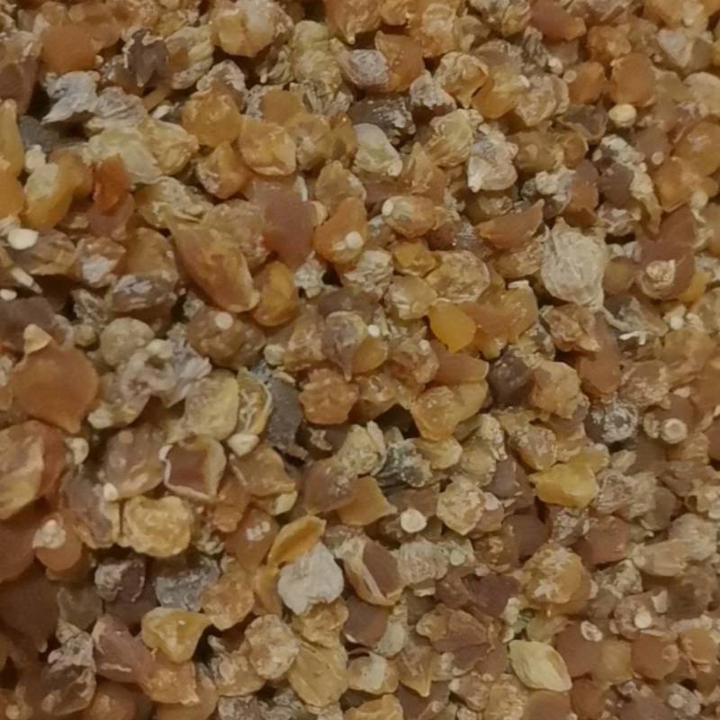 山东菏泽一手货源薤白品质好价格优对接全国市场欢迎采购