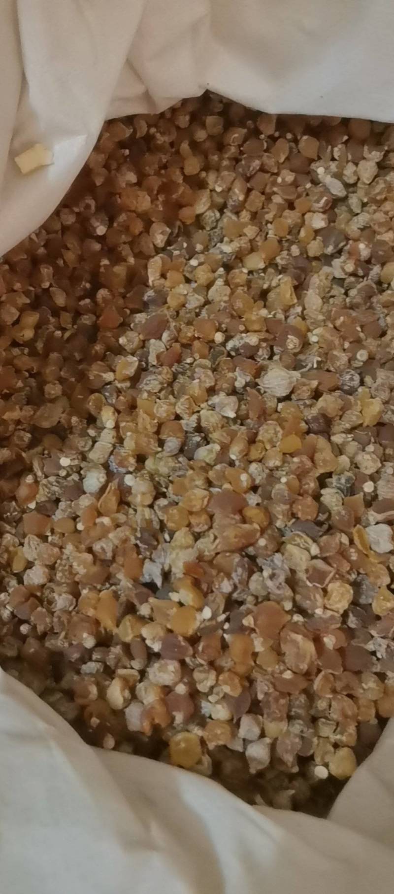 山东菏泽一手货源薤白品质好价格优对接全国市场欢迎采购