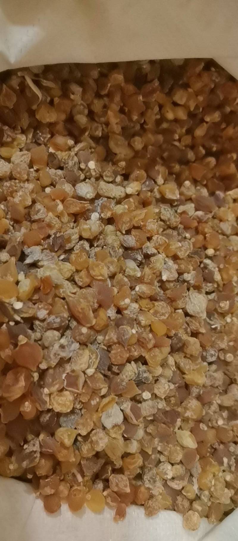 山东菏泽一手货源薤白品质好价格优对接全国市场欢迎采购