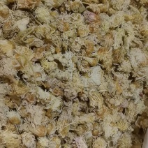 山东菏泽一手货源菊花品质好价格优对接全国市场欢迎采购
