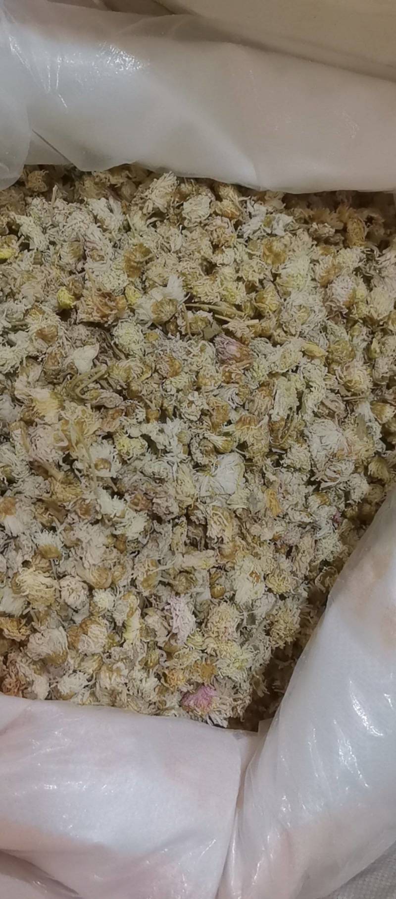 山东菏泽一手货源菊花品质好价格优对接全国市场欢迎采购