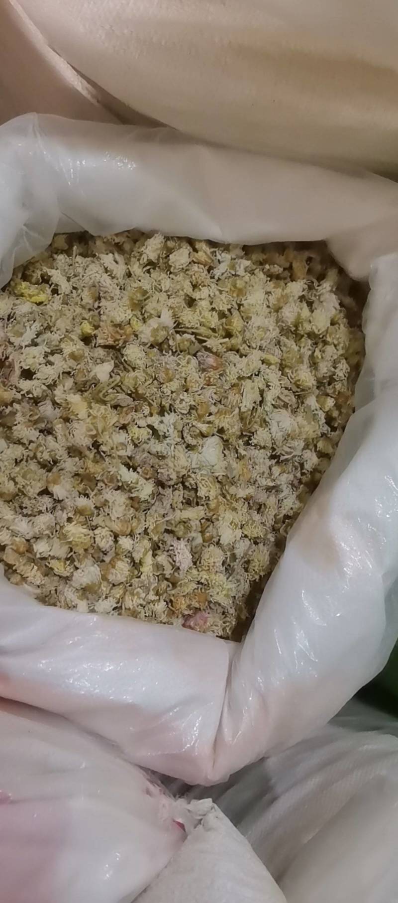 山东菏泽一手货源菊花品质好价格优对接全国市场欢迎采购