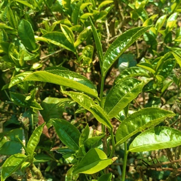 云南绿春骑马坝绿茶