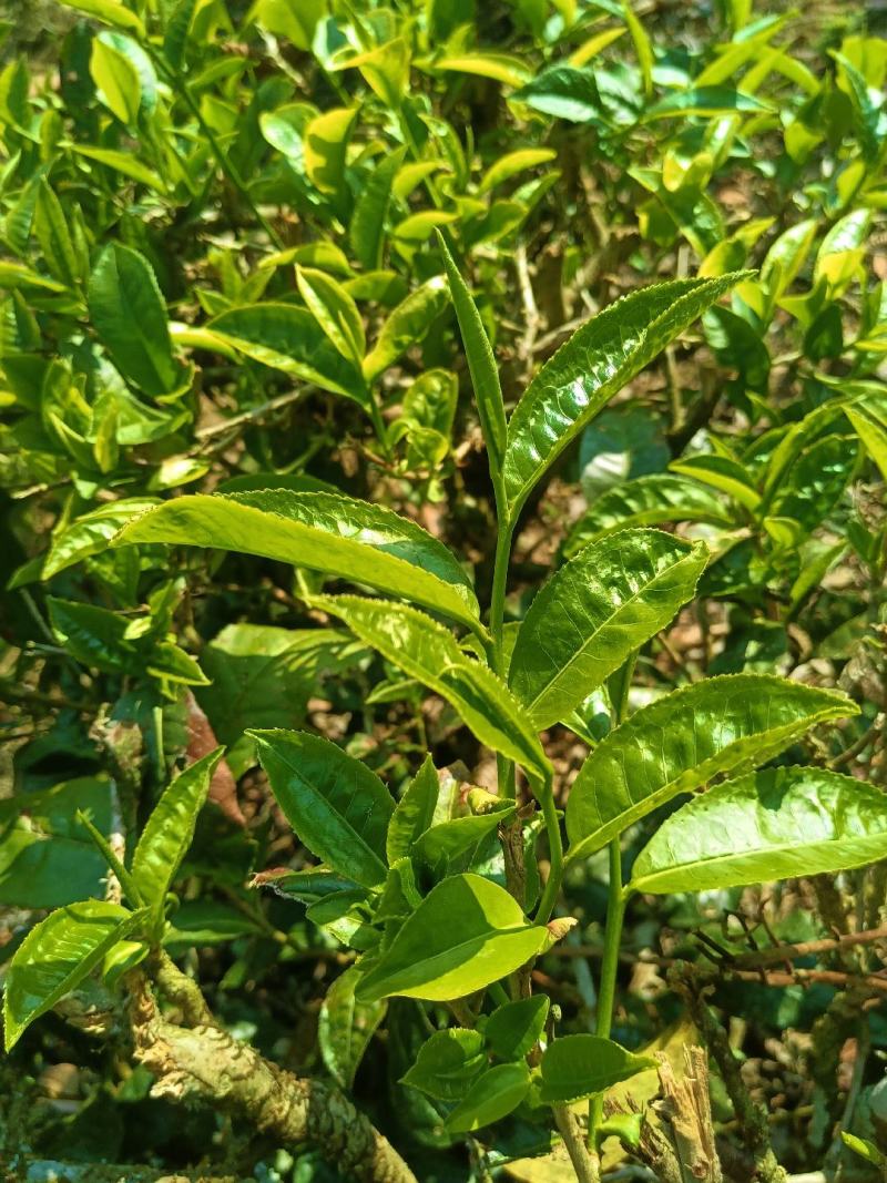 云南绿春骑马坝绿茶