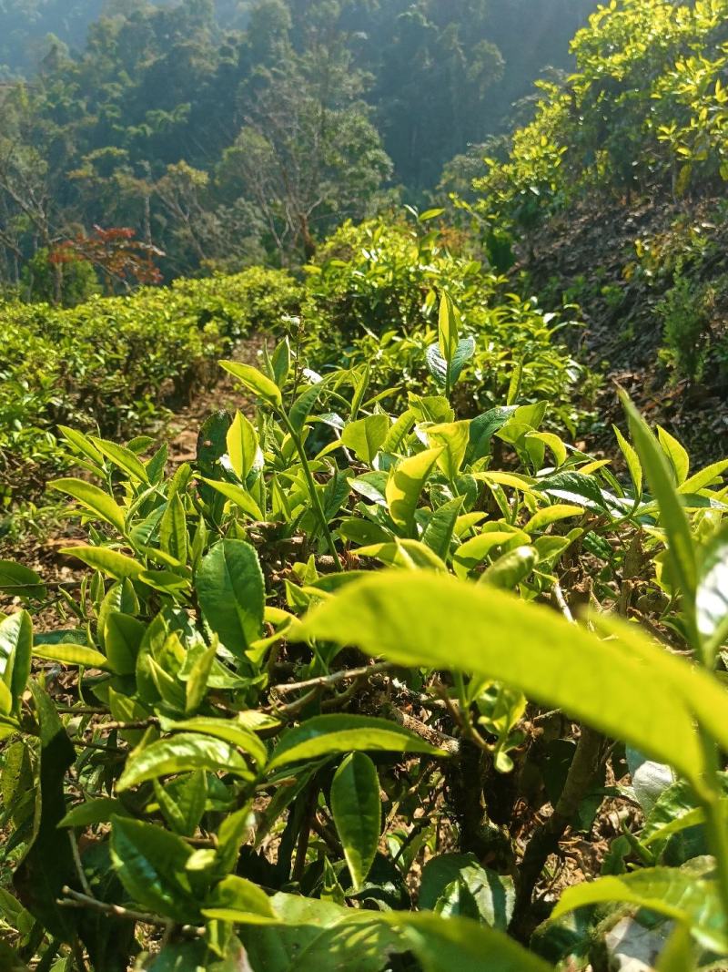 云南绿春骑马坝绿茶