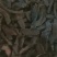 山东菏泽一手货源肉苁蓉品质好价格优对接全国市场欢迎采购