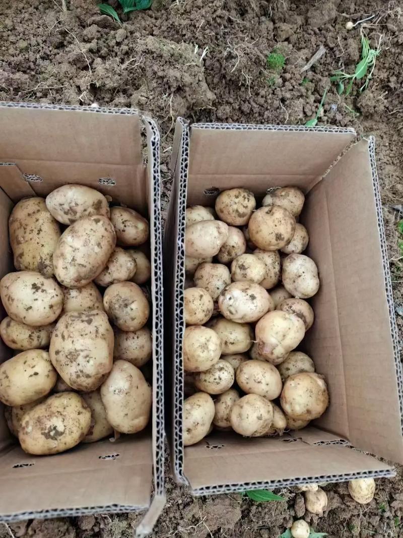 马尔科恩施土豆最新上市现挖现发看货论价保质保量