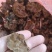 金银花灵芝。金银花蛾子。学名花灵芝。环棱褐乳菌。