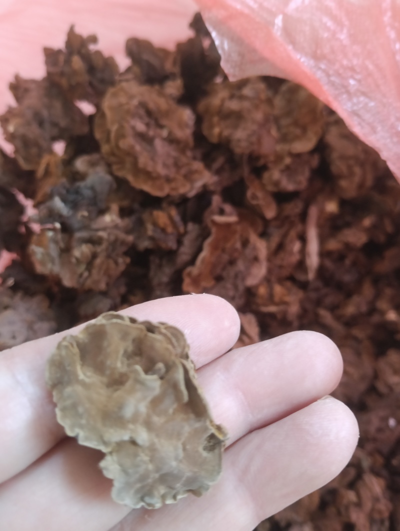 金银花灵芝。金银花蛾子。学名花灵芝。环棱褐乳菌。