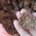 金银花灵芝。金银花蛾子。学名花灵芝。环棱褐乳菌。