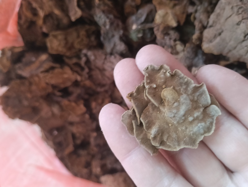 金银花灵芝。金银花蛾子。学名花灵芝。环棱褐乳菌。