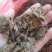 金银花灵芝。金银花蛾子。学名花灵芝。环棱褐乳菌。