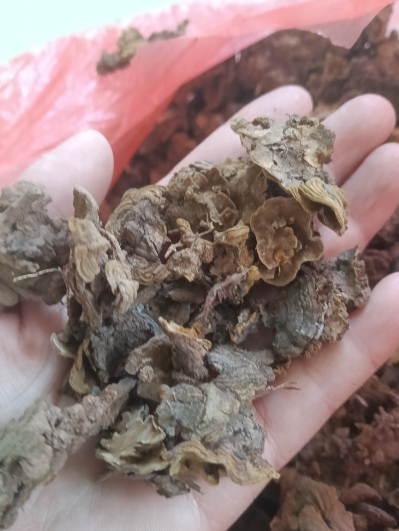 金银花灵芝。金银花蛾子。学名花灵芝。环棱褐乳菌。