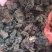 金银花灵芝。金银花蛾子。学名花灵芝。环棱褐乳菌。