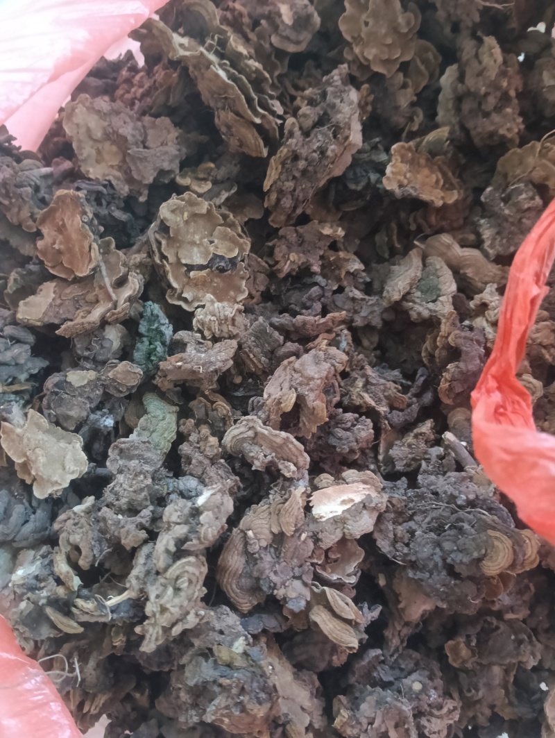 金银花灵芝。金银花蛾子。学名花灵芝。环棱褐乳菌。