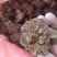 金银花灵芝。金银花蛾子。学名花灵芝。环棱褐乳菌。