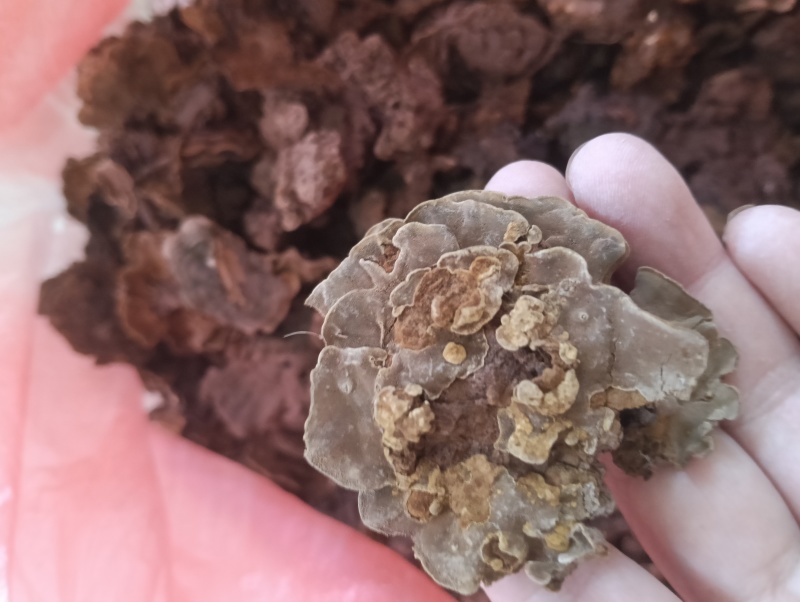 金银花灵芝。金银花蛾子。学名花灵芝。环棱褐乳菌。