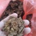 金银花灵芝。金银花蛾子。学名花灵芝。环棱褐乳菌。