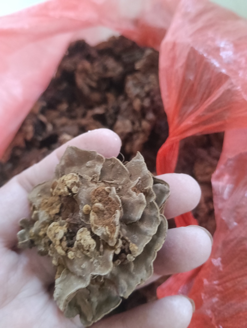 金银花灵芝。金银花蛾子。学名花灵芝。环棱褐乳菌。