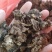 金银花灵芝。金银花蛾子。学名花灵芝。环棱褐乳菌。