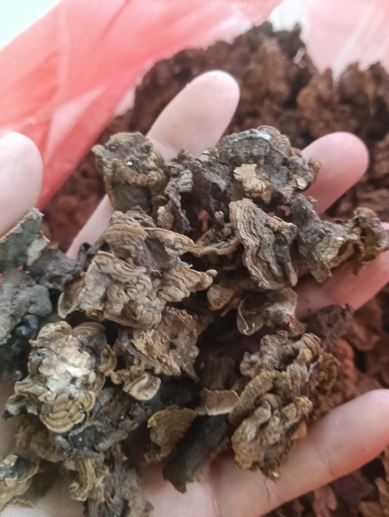 金银花灵芝。金银花蛾子。学名花灵芝。环棱褐乳菌。
