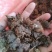 金银花灵芝。金银花蛾子。学名花灵芝。环棱褐乳菌。