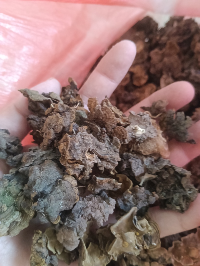 金银花灵芝。金银花蛾子。学名花灵芝。环棱褐乳菌。