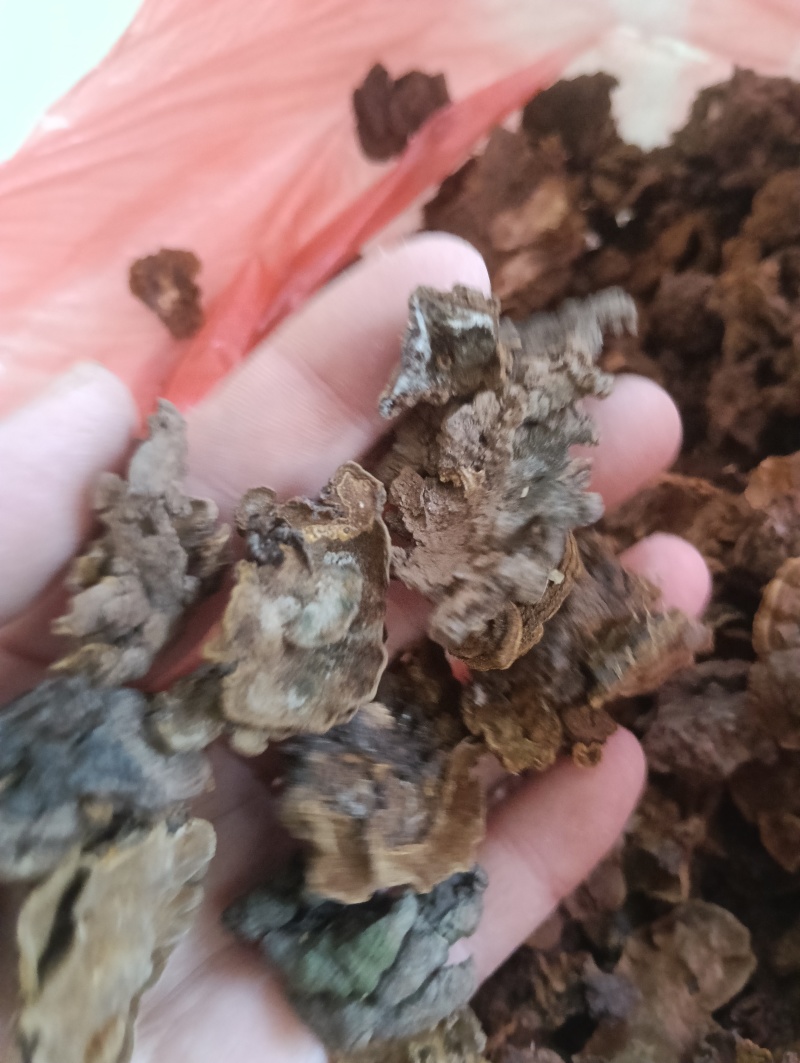 金银花灵芝。金银花蛾子。学名花灵芝。环棱褐乳菌。