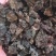 金银花灵芝。金银花蛾子。学名花灵芝。环棱褐乳菌。