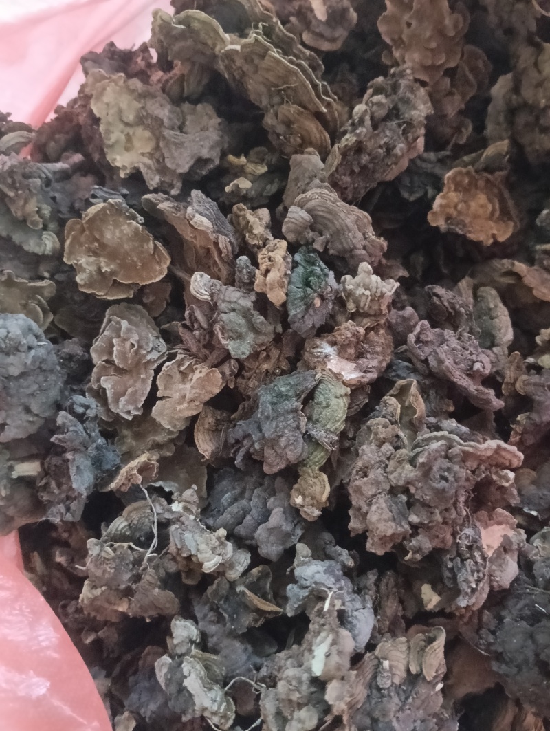 金银花灵芝。金银花蛾子。学名花灵芝。环棱褐乳菌。