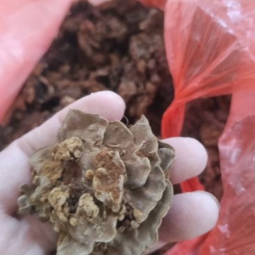 金银花灵芝。金银花蛾子。学名花灵芝。环棱褐乳菌。