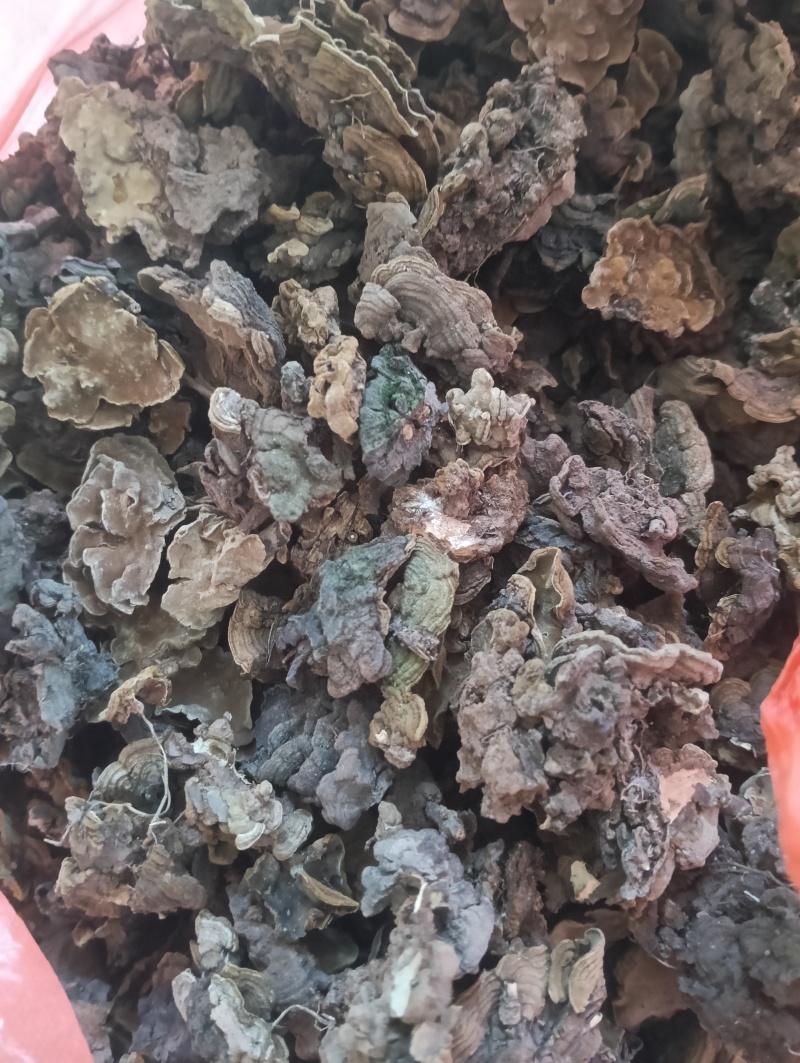 金银花灵芝。金银花蛾子。学名花灵芝。环棱褐乳菌。
