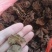 金银花灵芝。金银花蛾子。学名花灵芝。环棱褐乳菌。
